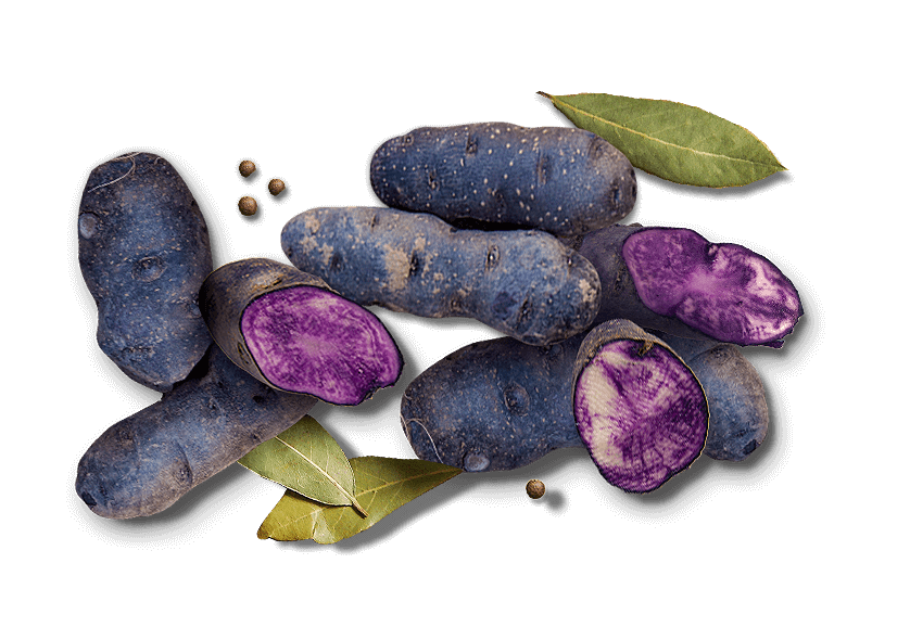 Patate viola vitelotte: 100% naturale, dal Sud America all'Alta Langa